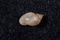 藏品(小椎實螺)的圖片